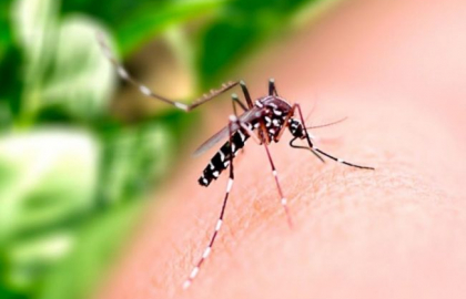 Brasil ultrapassa 500 mortes por dengue em 2022